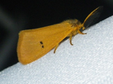 Bracharoa quadripunctata